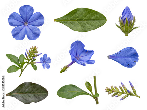 Canvas Print Detailed collection of blue plumbago flower, buds, leaves, and stems, isolated on a transparent background