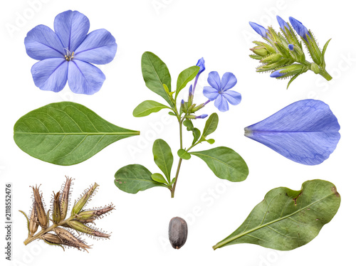 Photography Botanical study of blue plumbago plant with flowers, buds, branch, leaves, petal