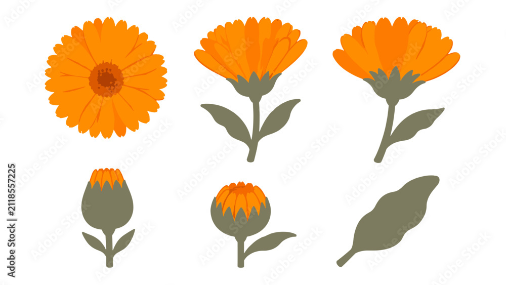 Fototapeta premium Orange flower botanical set with bloom bud and leaf views