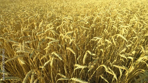 Video of a field of golden wheat