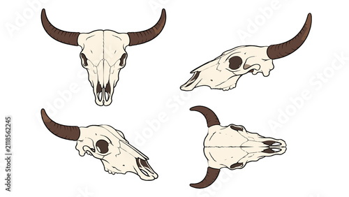 Foto Cow skull with horns shown from multiple angles