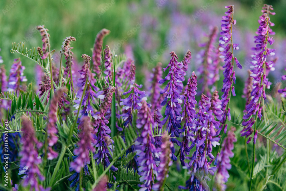 Fototapeta premium Close-up of blooming tufted vetch (Vicia cracca) with delicate purple flowers in a lush green meadow. Wild legume plant growing in natural habitat, captured with soft focus and shallow depth of field