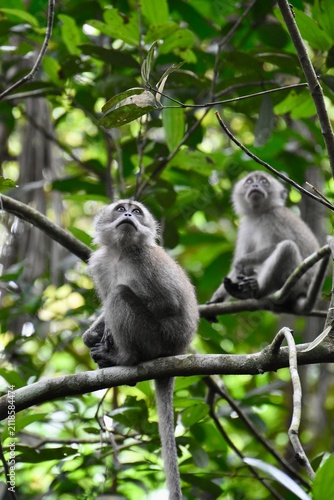 Two young long-tailed macaques looking up curiously from rainforest branches