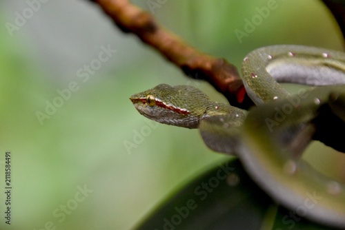 Macro close-up portrait of a Wagler´s pit viper head with shallow depth of field