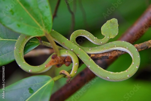 Top-down view of a Wagler´s pit viper coiled in an S-shape on rainfroest branches in Singapore