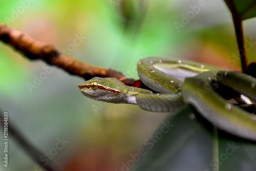 Macro horizontal portrait of a Wagler´s pit viper resting on a branch