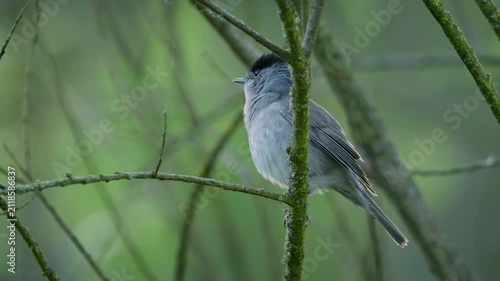 Eurasian blackcap (Sylvia atricapilla) singing, bird song