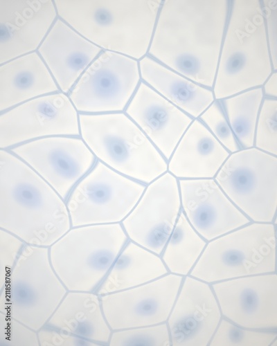Foto Cellular structure with nuclei
