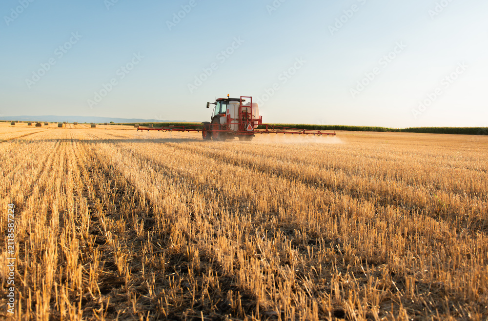 Obraz premium Wide view of tractor spraying harvested wheat field at sunset