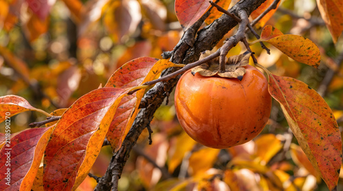 Ripe orange persimmon on a tree branch. Fresh autumn fruit hanging in the garden.