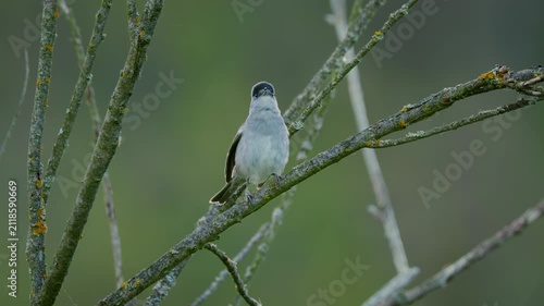 Eurasian blackcap (Sylvia atricapilla) singing, bird song