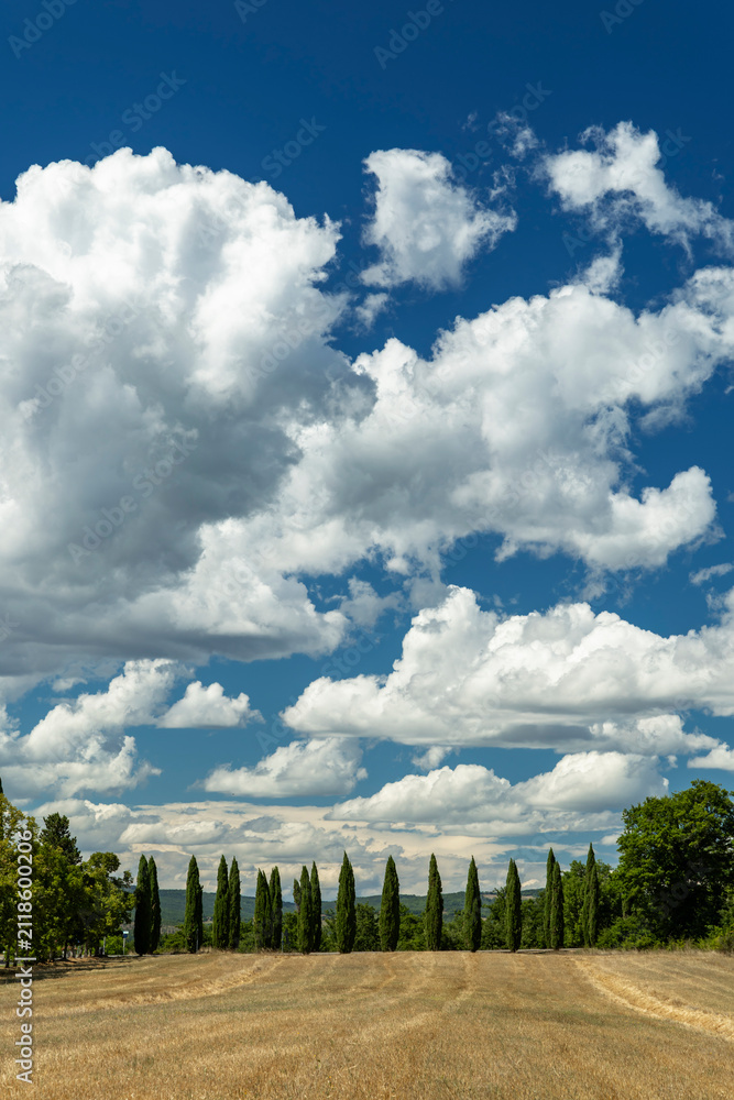 Fototapeta premium Tuscan landscape with cypress trees lining field under clouds