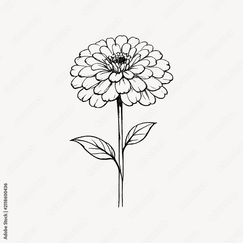Obraz premium Black and white line drawing of a blooming flower with two leaves.