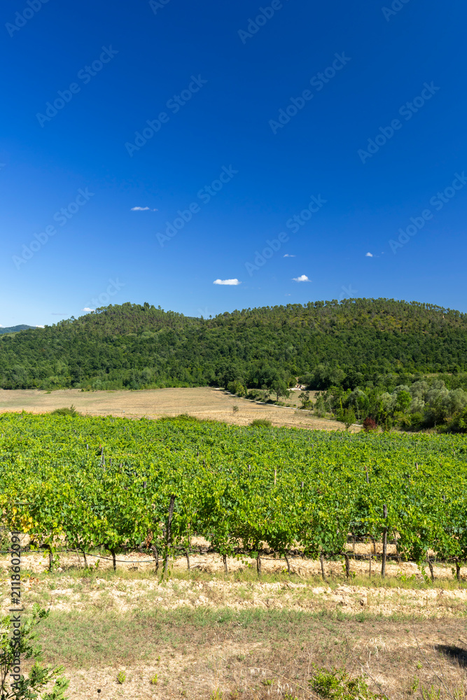 Obraz premium Tuscany vineyard with green hills and clear sky