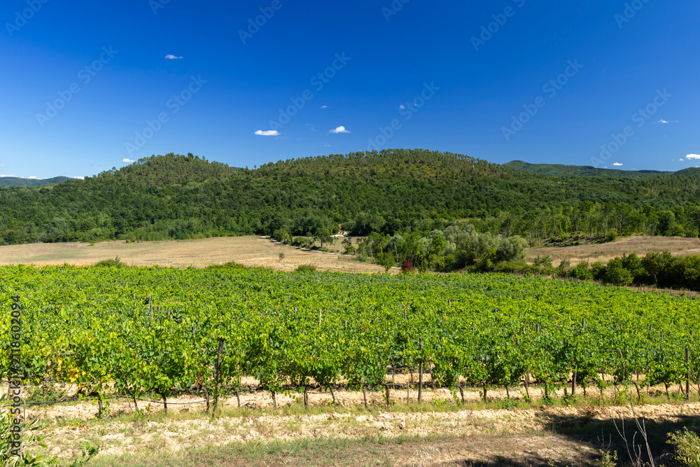 Obraz premium Vineyards growing green grapes under Blue sky in Tuscany
