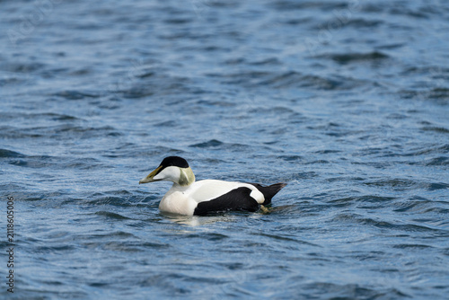 Canvas Print Eider duck portrait, close profile on water