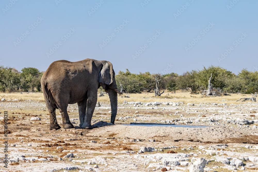Obraz premium African wildlife gathering at a waterhole in Etosha National Park, Namibia. Elephants, zebras, giraffes and antelopes in their natural habitat under the African sky.
