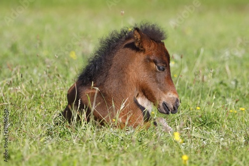Young Icelandic horse (Equus islandicus), foal resting in a meadow, filly, female, animal child, Schleswig-Holstein, Germany