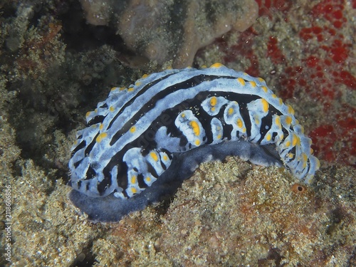 Veiny varicose wart slug (Phyllidia varicosa), Sodwana Bay National Park dive site, Maputaland Marine Reserve, KwaZulu Natal, South Africa