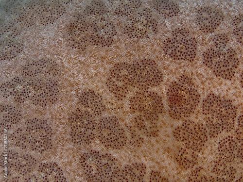 Detailed close-up of the structured surface of a starfish, granulated roller star (Choriaster granulatus), dive site Close Encounters, Permuteran, Bali, Indonesia