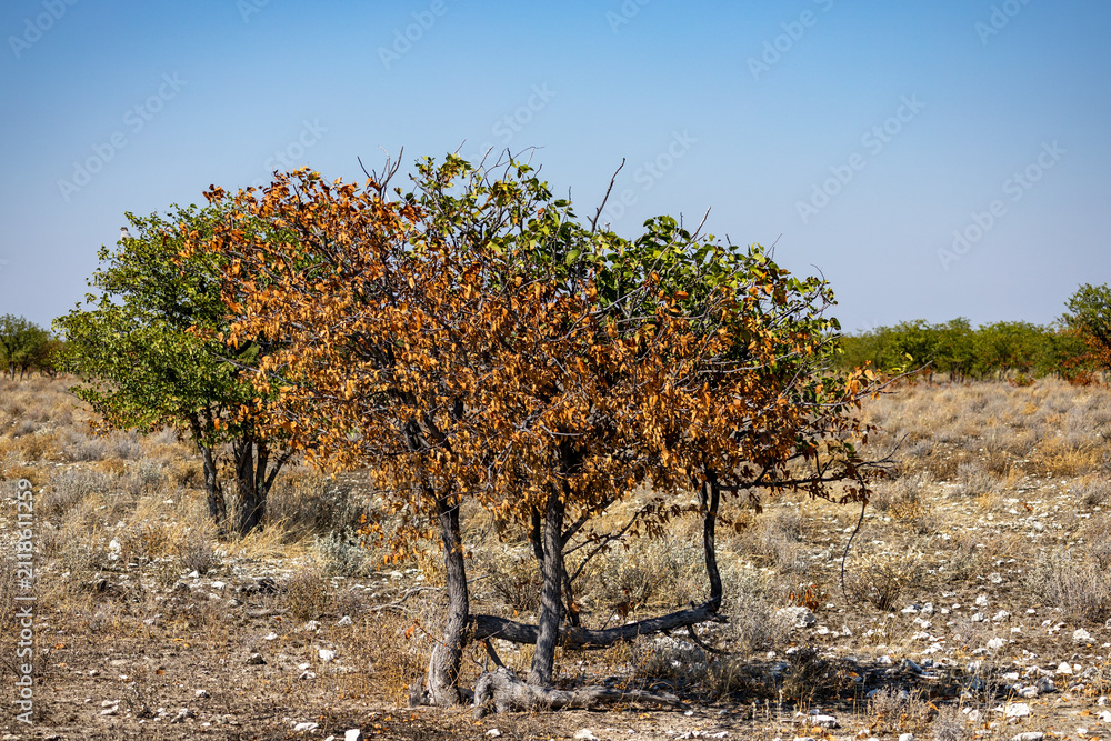 Obraz premium African wildlife gathering at a waterhole in Etosha National Park, Namibia. Elephants, zebras, giraffes and antelopes in their natural habitat under the African sky.