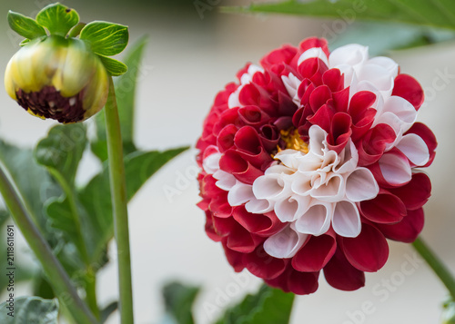 Intricate petal geometry revealing the unfolding rhythm of a dahlia bloom