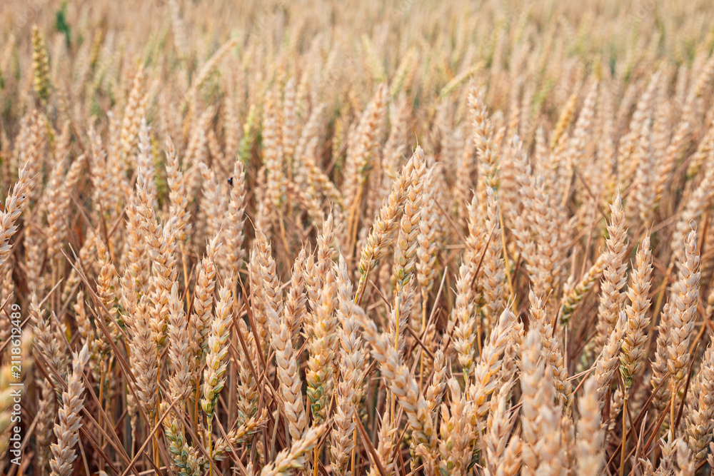 Obraz premium Dense golden wheat field filled with ripe ears at harvest time. Agriculture concept.