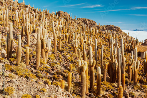 Desert cathedral of towering cacti rising from a volcanic island sanctuary