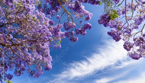 Flowering Jacaranda Branches On The Sky Background