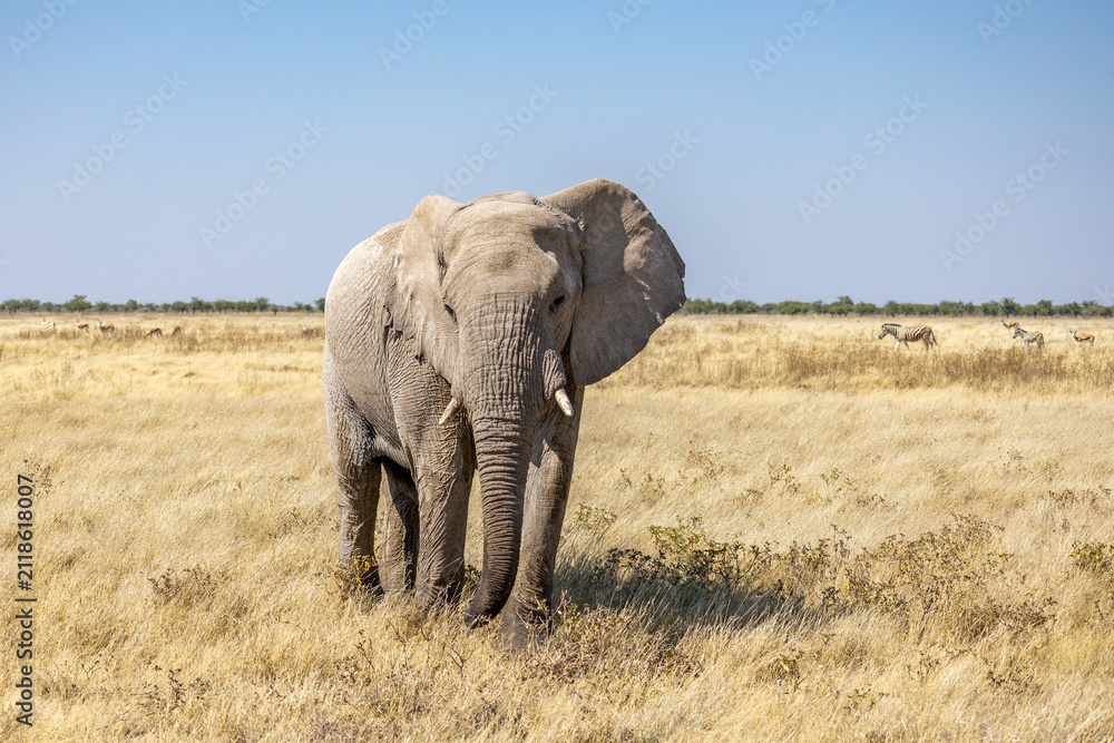 Obraz premium African wildlife gathering at a waterhole in Etosha National Park, Namibia. Elephants, zebras, giraffes and antelopes in their natural habitat under the African sky.