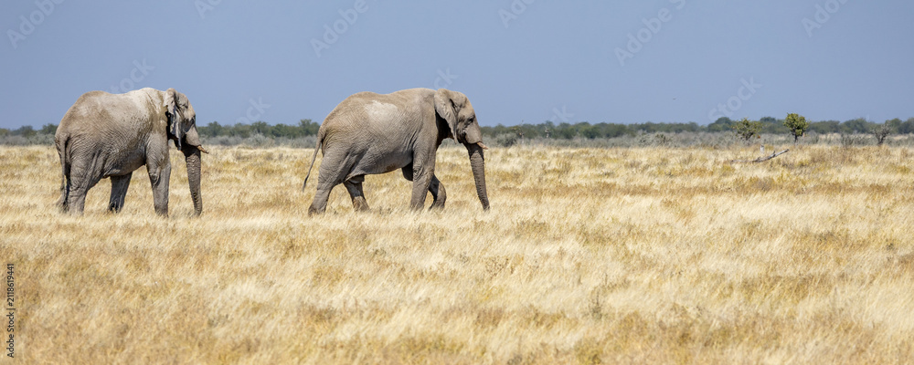 Obraz premium African wildlife gathering at a waterhole in Etosha National Park, Namibia. Elephants, zebras, giraffes and antelopes in their natural habitat under the African sky.