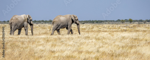 Bild auf Leinwand African wildlife gathering at a waterhole in Etosha National Park, Namibia