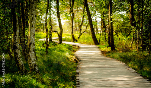wooden boardwalk in the Black Moor in the Rhön region
