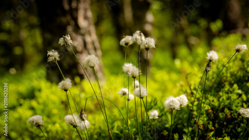 Close-up of sheathed cotton grass in the black moor in the Rhön Mountains