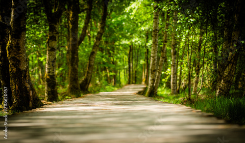 wooden boardwalk in the Black Moor in the Rhön region