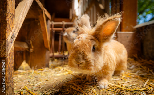 Close-up of dwarf rabbits in an enclosure