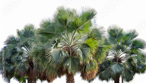 Quindio Wax Palm Trees Isolated On Transparent Background And Selective Focus Close Up D Render Image