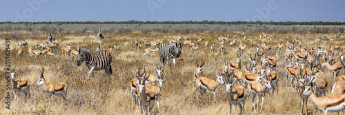 Fotografie African wildlife gathering at a waterhole in Etosha National Park, Namibia