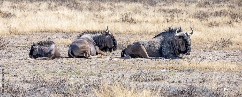Obraz premium African wildlife gathering at a waterhole in Etosha National Park, Namibia. Elephants, zebras, giraffes and antelopes in their natural habitat under the African sky.
