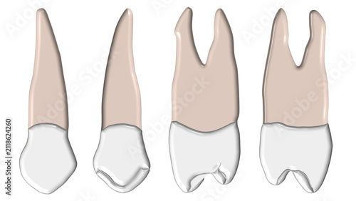 Fotografie Maxillary first premolar