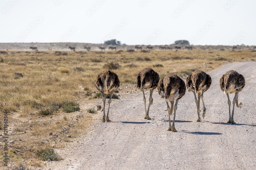 Obraz premium African wildlife gathering at a waterhole in Etosha National Park, Namibia. Elephants, zebras, giraffes and antelopes in their natural habitat under the African sky.