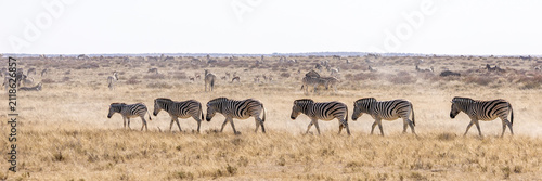 Photography African wildlife gathering at a waterhole in Etosha National Park, Namibia
