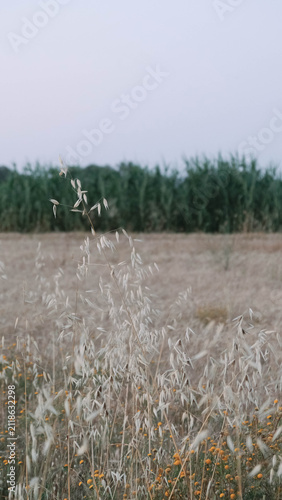 Mediterranean landscape of Europe, LLançà, Girona, Spain.