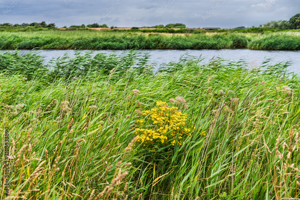 Obraz premium Common Ragwort Amidst Grassy Marshland Scenic Landscape Photography