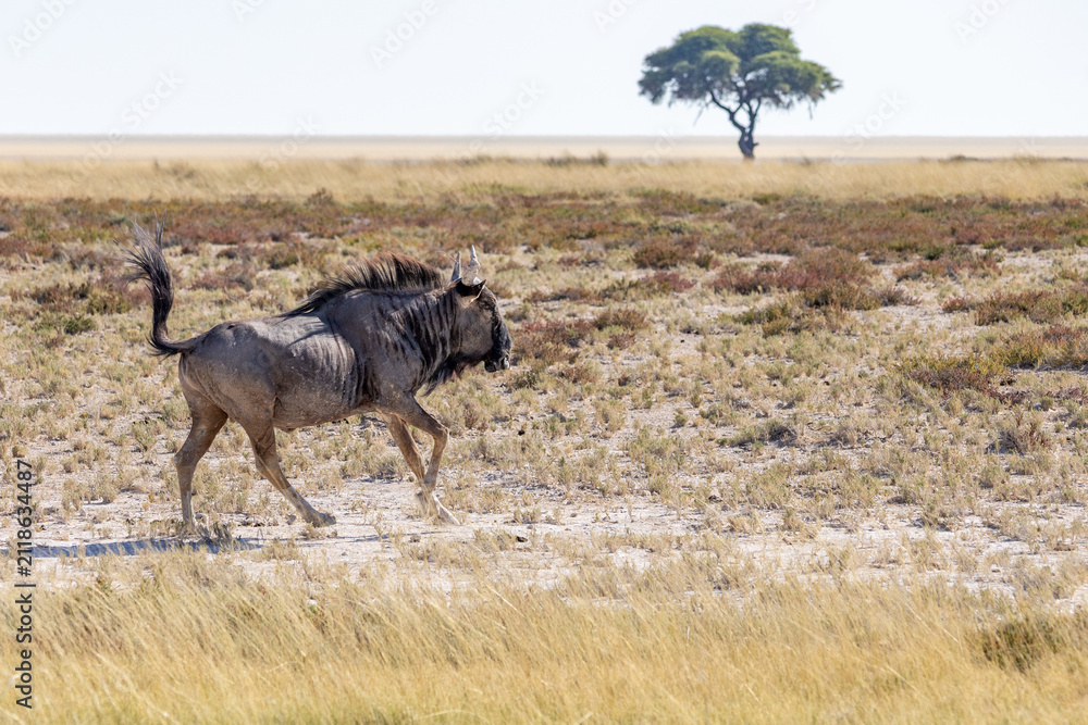 Obraz premium African wildlife gathering at a waterhole in Etosha National Park, Namibia. Elephants, zebras, giraffes and antelopes in their natural habitat under the African sky.