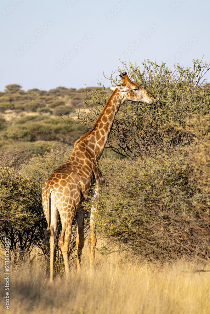 Obraz premium African wildlife gathering at a waterhole in Etosha National Park, Namibia. Elephants, zebras, giraffes and antelopes in their natural habitat under the African sky.