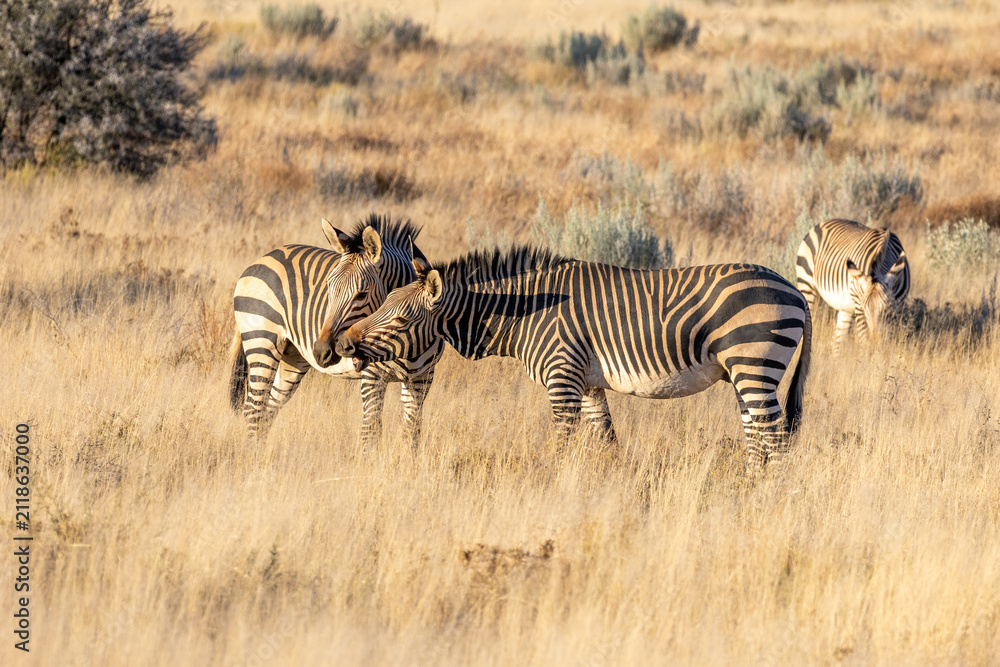 Obraz premium African wildlife gathering at a waterhole in Etosha National Park, Namibia. Elephants, zebras, giraffes and antelopes in their natural habitat under the African sky.