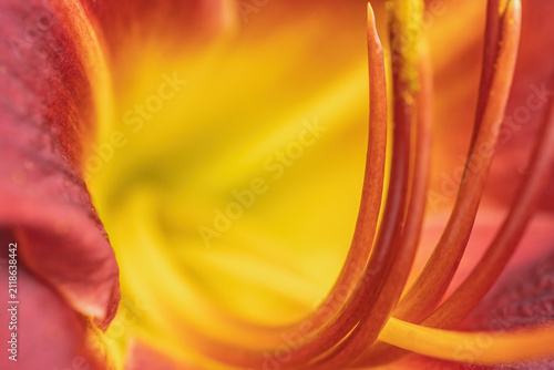 Macro photo of the stamens of a crimson red Hemerocallis Crimson Pirate flower. Horizontally.