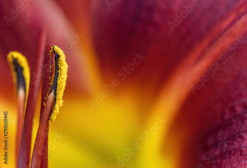 Closeup view of stamens of a Hemerocallis Crimson Pirate flower. The crimson red petals form a deep background. Horizontal.