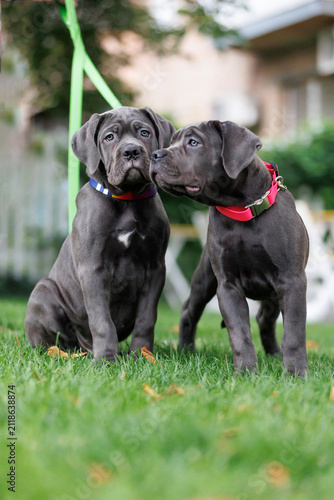 Fotografie Two Blue Cane Corso Puppies Playing Together on Green Lawn